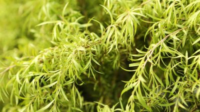 Huile essentiel - Tea Tree