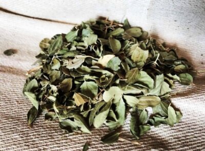 Feuille de Jujubier - Yémen