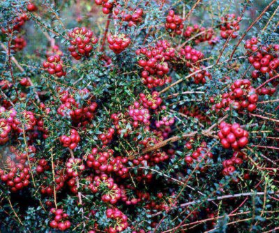 huile essentielle gaultherie