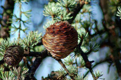 Huile essentiel - Bois de cèdre Himalaya