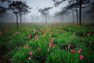 huile essentielle curcuma