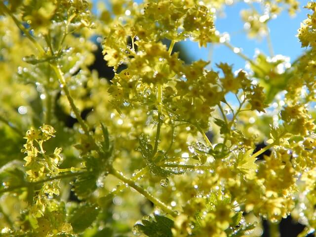alchémille Règles douloureuses