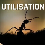 utilisation huile de fourmi