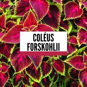 coleus forkohli
