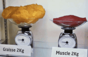 graisse vs muscle