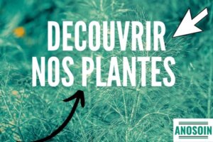 nos plantes & bruleur de graisse naturel