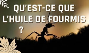 utilisation huile de fourmis