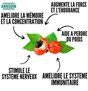 guarana détail bienfait 