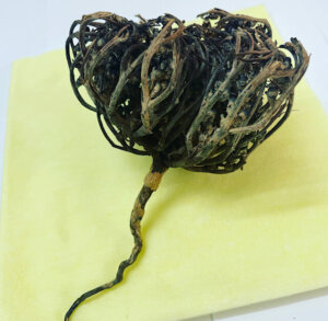 rose de jericho fermer