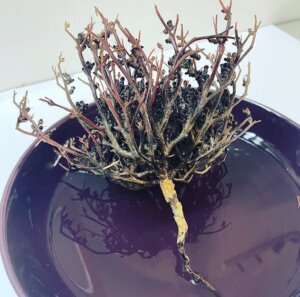 Rose de jericho assiette