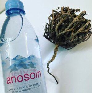 anosoin rose de jericho