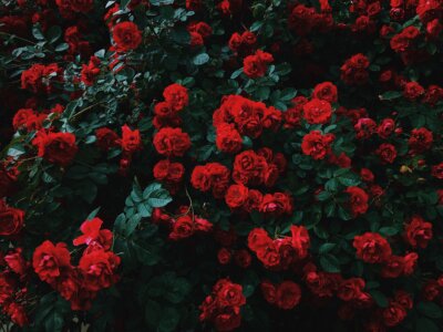 encens rose