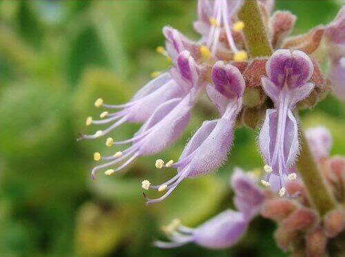 Encens Patchouli
