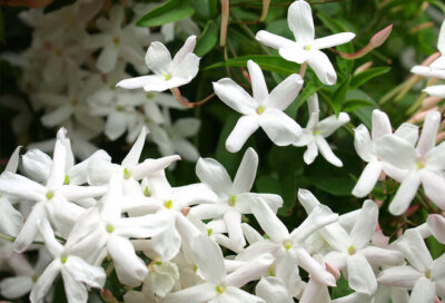 Encens jasmin