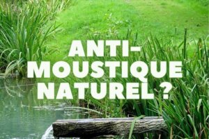 plante qui repousse les moustiques