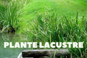 plante lacustre