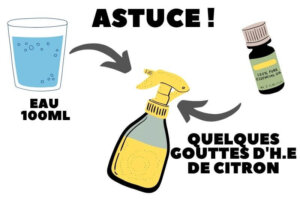 plante qui repousse les moustiques