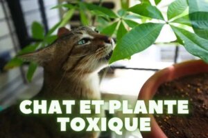 Plante non toxique chat