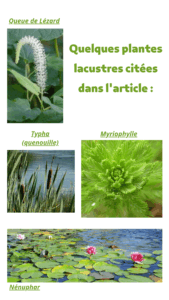 plantes lacustre