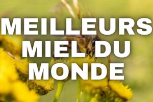 Miel du monde