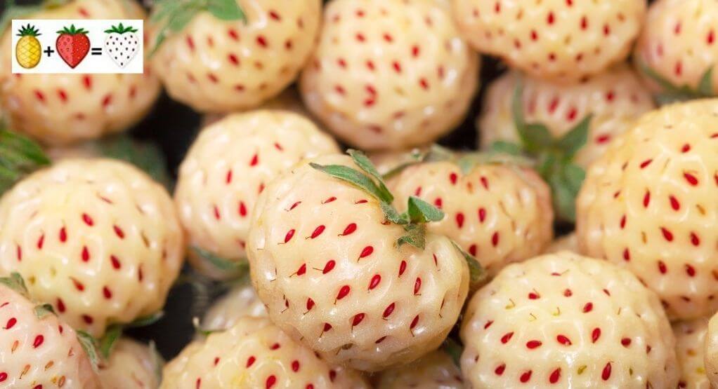 graine de fraise blanche