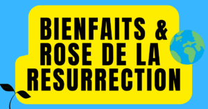 bienfaits et rose de la resurrection