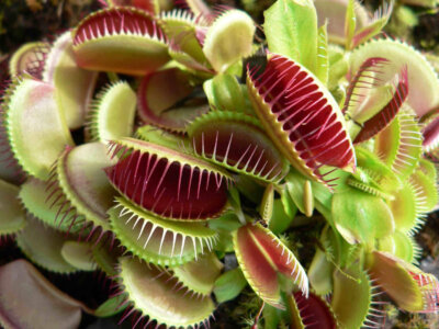 plante carnivore DIONAEA