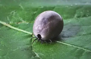 tique Lyme