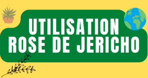 utilisation rose de jericho