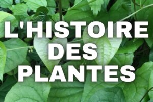 Les plantes pour le sport