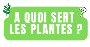 A quoi sert les plantes ?
