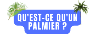 Qu'est-ce qu'un palmier ?