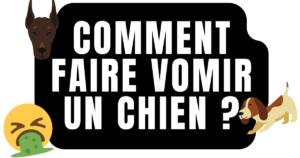 Comment faire vomir un chien ? 