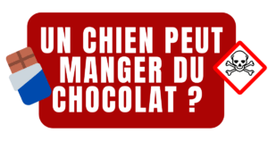 un chien peut manger du chocolat