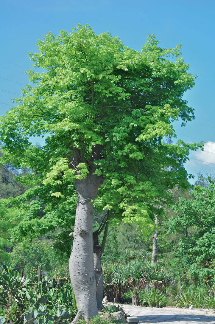 Huile de Moringa – Image 2