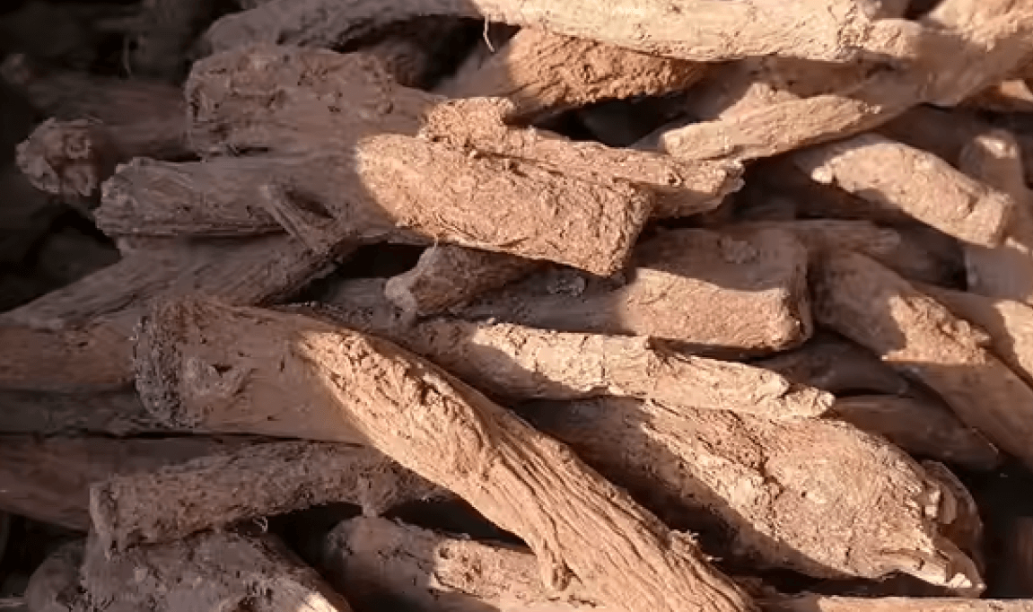 Costus indien - Poudre