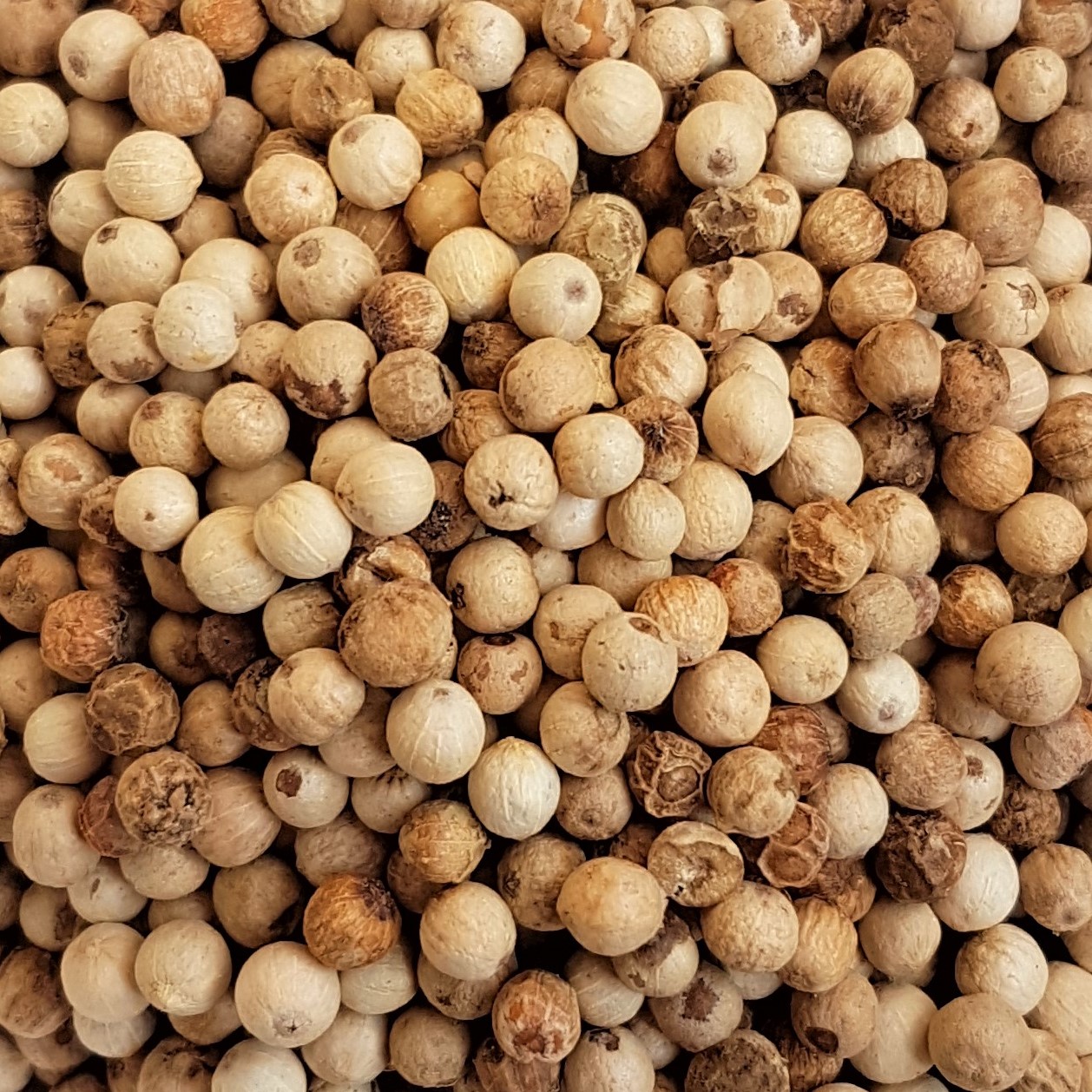 Poivre Blanc, Phu Quoc, Vietnam, Récolte manuelle, Séchage traditionnel